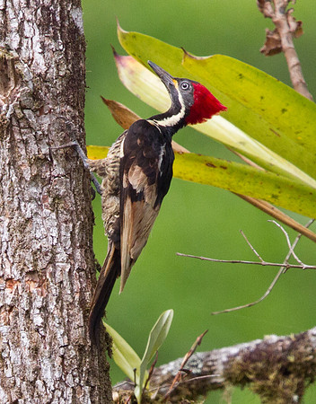 Lineated Woodpecker (Dryocopus lineatus)