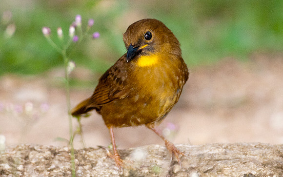 Red-throated Ant-tanager (Habia fuscicauda) female