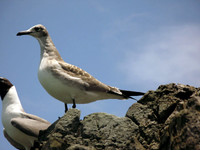 Laughing Gull (?) (Larus atricilla) immature