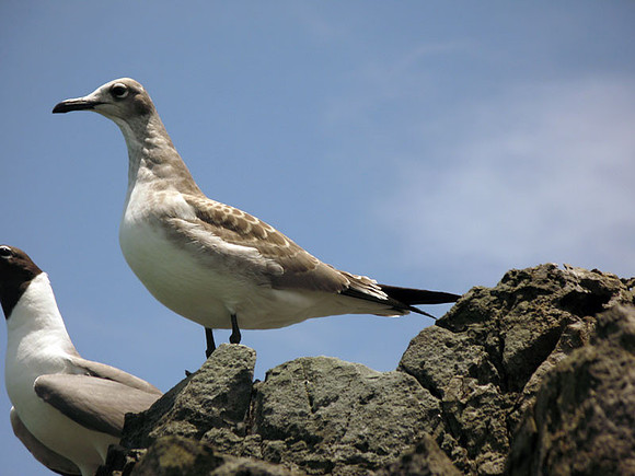 Laughing Gull (?) (Larus atricilla) immature