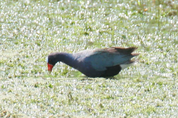 American Purple Gallinule (Porphyrio martinica)