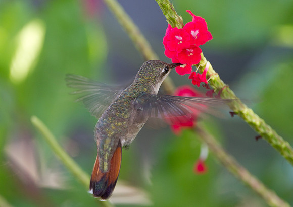 Ruby-topaz Hummingbird (Chrysolampis mosquitus) female