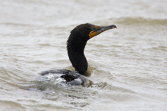 Double-crested Cormorant (Phalacrocorax auritus)