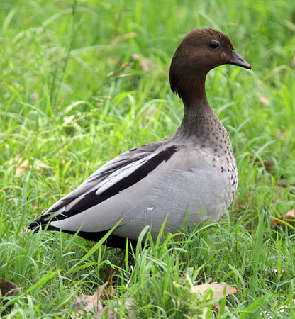 Australian Maned Duck (Chenonetta jubata) also known as Australian Wood Duck, Maned Goose