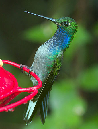 Napo Sabrewing (Campylopterus villaviscensio)