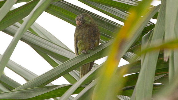 White-winged Parakeet (Brotogeris versicolurus)