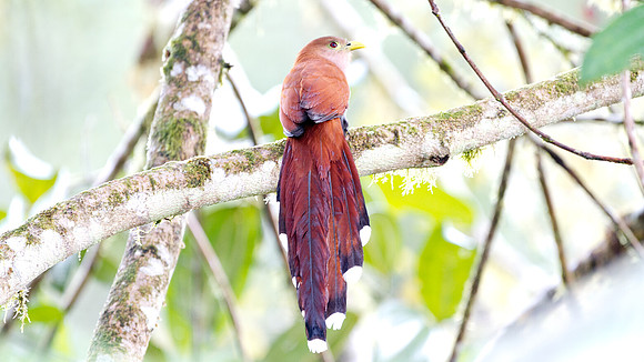 Squirrel Cuckoo (Piaya cayana)
