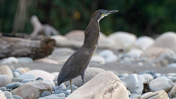 Fasciated Tiger Heron (Tigrisoma fasciatum)