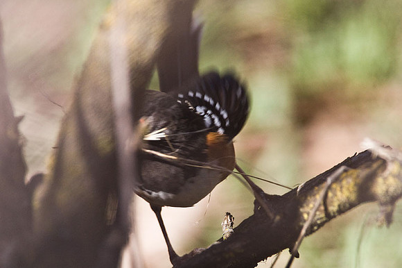 Spotted Towhee (Pipilo maculatus)
