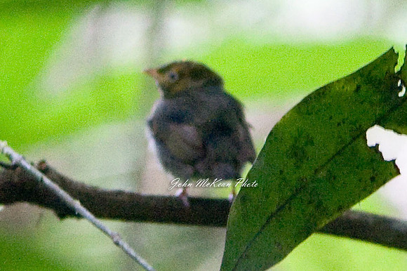 Golden-headed Manakin (Pipra erythrocephala)