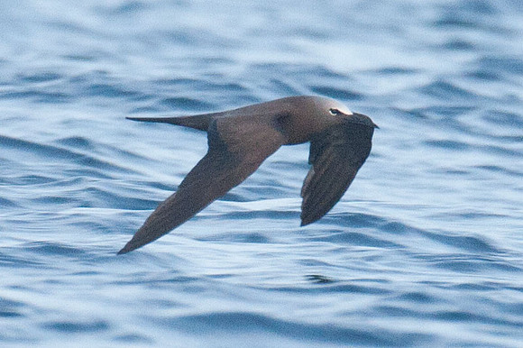 Brown Noddy (Anous stolidus) also known as Common Noddy