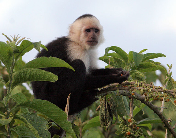 White-headed Capuchin (Cebus capucinus) also known as White-faced Capuchin