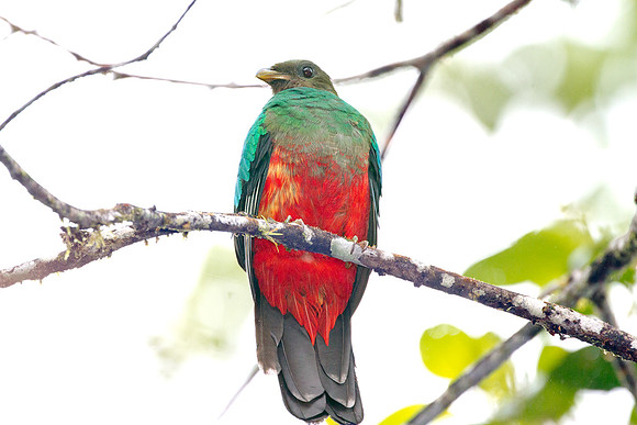 Golden-Headed Quetzal (Pharomachrus auriceps)