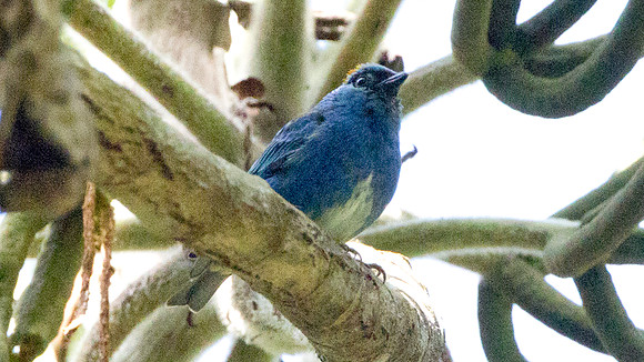 Golden-naped Tanager (Tangara ruficervix)