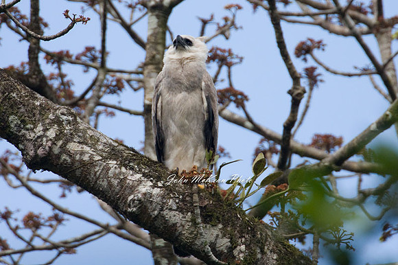 Harpy Eagle (Harpia harpyja)
