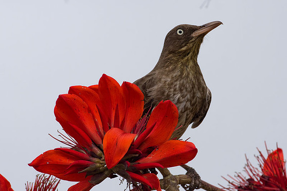 Pearly-eyed Thrasher (Margarops fuscatus)