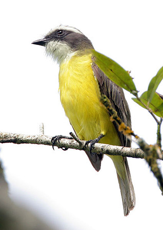 Social Flycatcher (Myiozetetes similis)