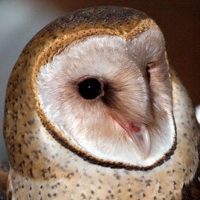 Western Barn Owl (Tyto alba)