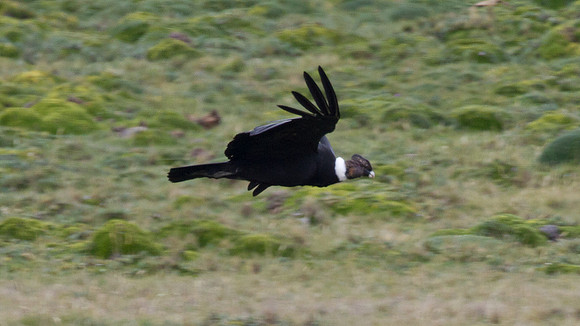 Andean Condor (Vultur gryphus)