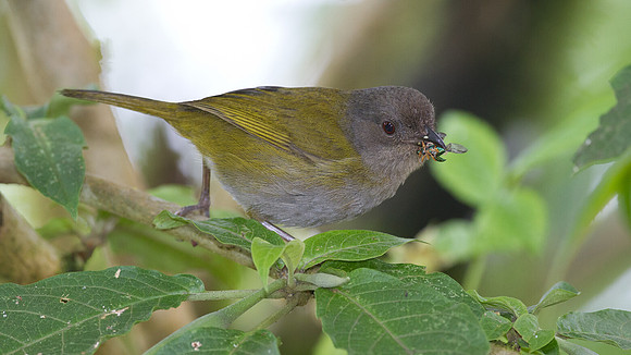 Dusky Bush-tanager (Chlorospingus semifuscus)