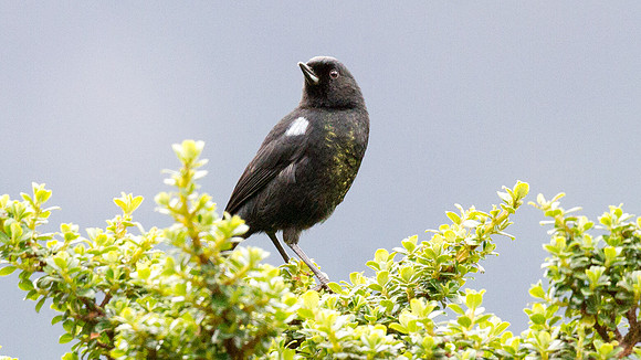 Glossy Flowerpiercer (Diglossa lafresnayii)