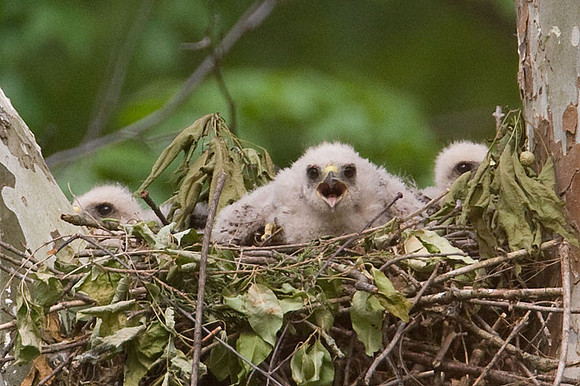 Red-shouldered Hawk (Buteo lineatus) juvenile
