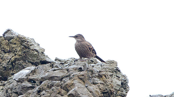 Surf Cinclodes (Cinclodes taczanowskii)
