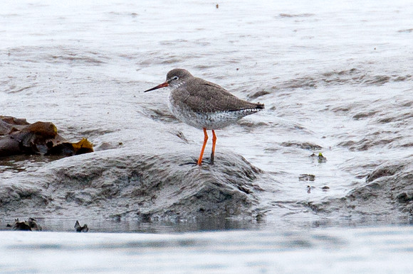 Common Redshank (Tringa totanus) also known as Redshank