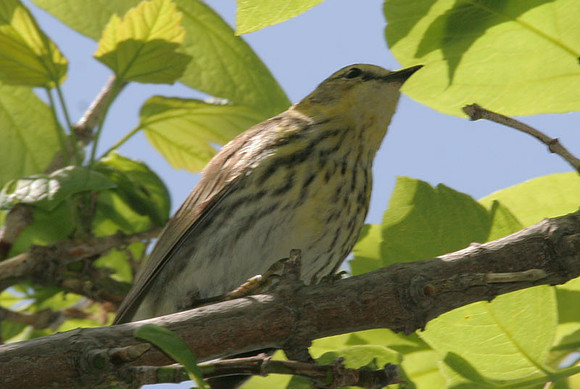 Cape May Warbler (Dendroica tigrina)