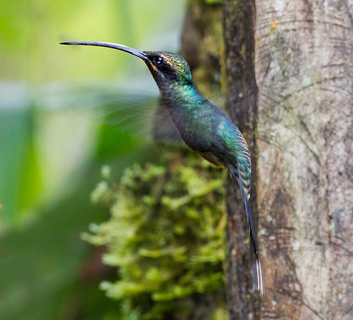 Green Hermit (Phaethornis guy)