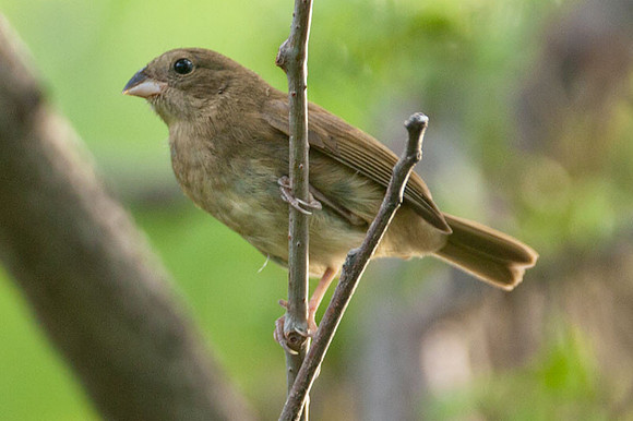 Lesser Antillean Bullfinch (Loxigilla noctis) female