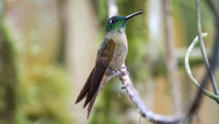 Fawn-breasted Brilliant (Heliodoxa rubinoides)