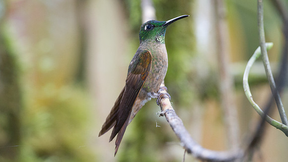 Fawn-breasted Brilliant (Heliodoxa rubinoides)