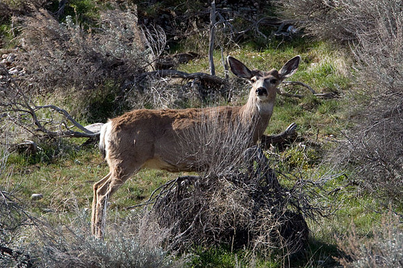 White-tailed Deer (Odocoileus virginianus)