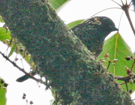 Spangle-cheeked Tanager (Tangara dowii)