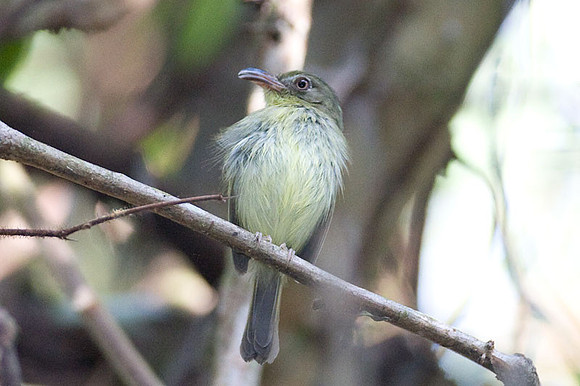 Southern Bentbill (Oncostoma olivaceum)