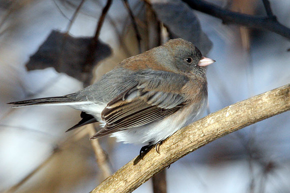 Dark-eyed Junco (Junco hyemalis)