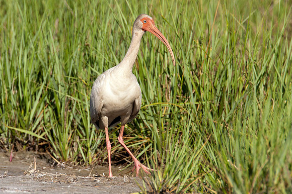 American White Ibis (Eudocimus albus)