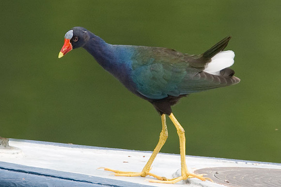 American Purple Gallinule (Porphyrio martinica)