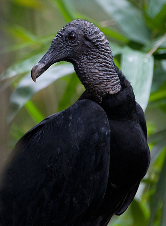 Black Vulture (Coragyps atratus) also known as American Black Vulture