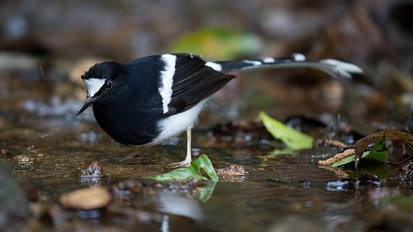 White-crowned forktail (Enicurus leschenaulti)
