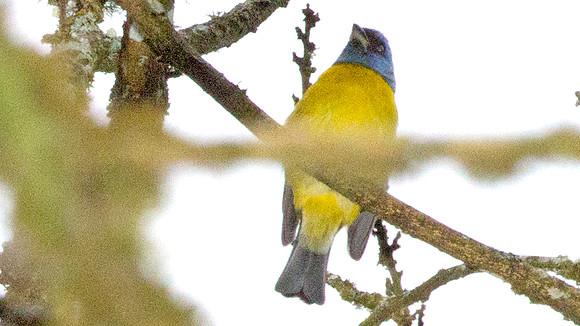 Blue-and-yellow Tanager (Thraupis bonariensis)