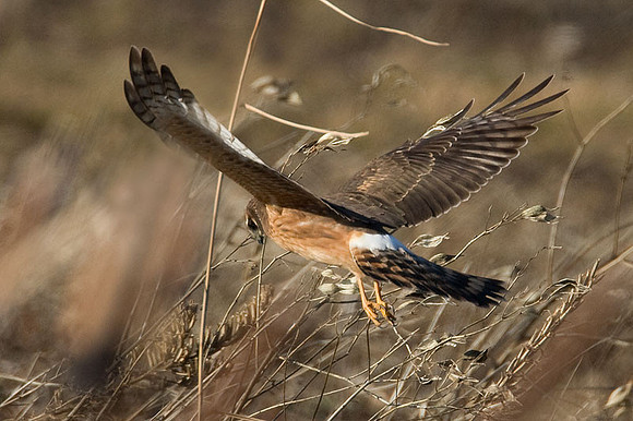 Hen Harrier (Circus cyaneus) immature; or Northern Harrier