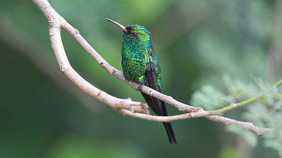 Cozumel Emerald (Chlorostilbon forficatus) Male