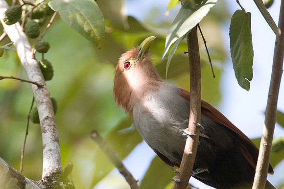 Squirrel Cuckoo (Piaya cayana)