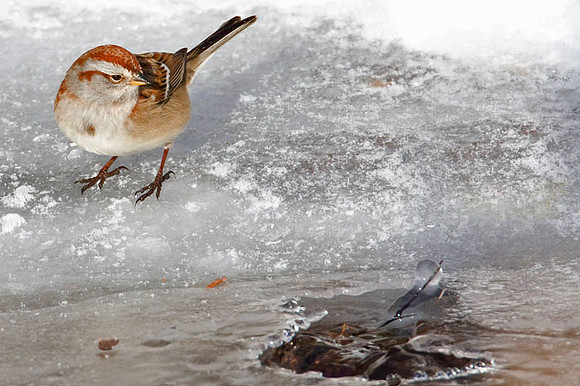 American Tree Sparrow (Spizella arborea)