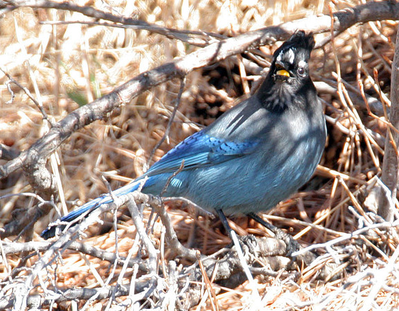 Steller's Jay (Cyanocitta stelleri)