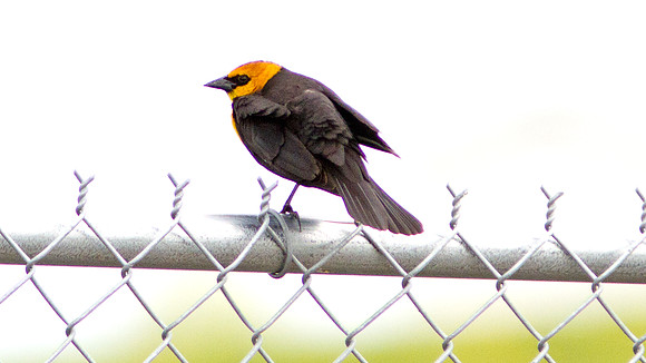 Yellow-headed Blackbird (Xanthocephalus xanthocephalus) male