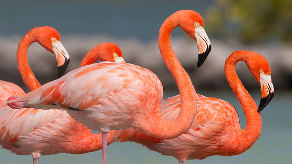 American Flamingo (Phoenicopterus ruber)