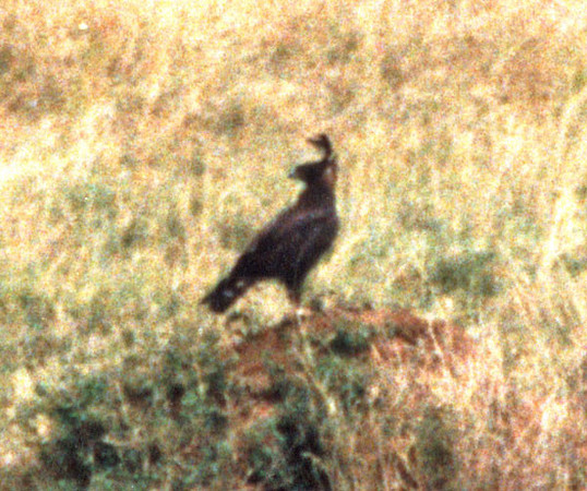 Long-crested Eagle (Lophaetus occipitalis)
